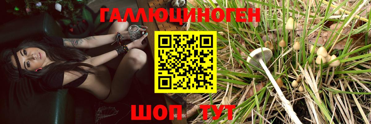 Прохладный  Псилоцибиновые грибы MAGIC MUSHROOMS  Вход с VPN  Галлюциногенные грибы Cubensis 
